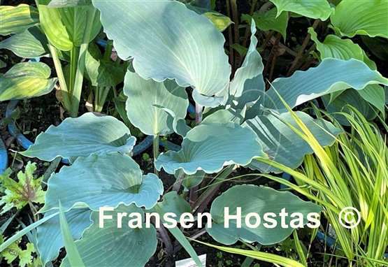 Hosta Skywriter